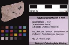 Foto (Objekt + Etiketten) von Decapoda indet. (lobster) (NHMW-GEO-1990-0041-0206)